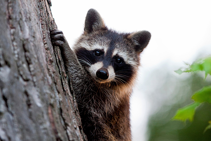 a raccoon pauses their tree climb to look toward camera