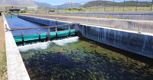 Rainbow trout farmed in a raceway system