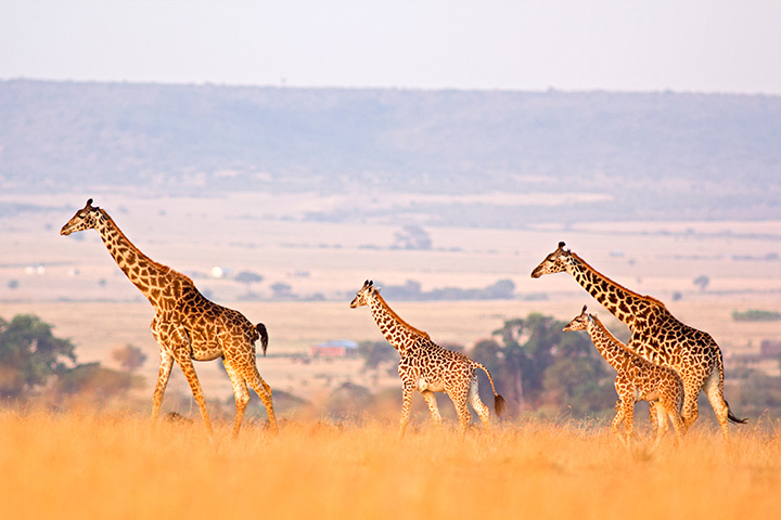 several giraffes walk across an open plain