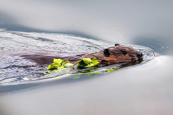 a beaver carries a stick as they swim through water