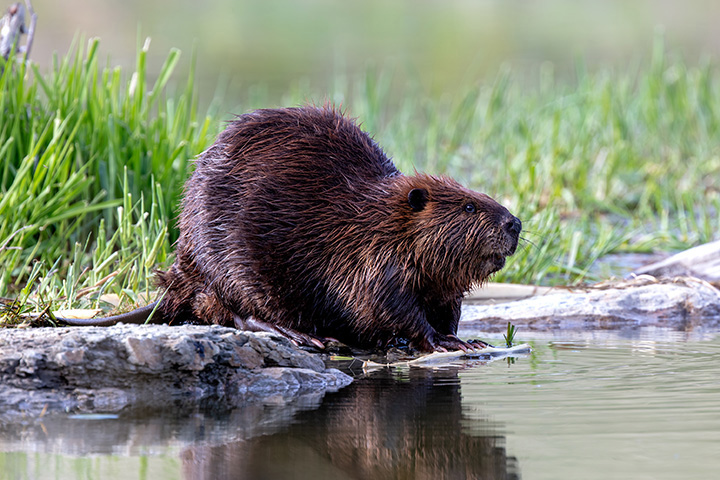 a beaver sits at water's edge