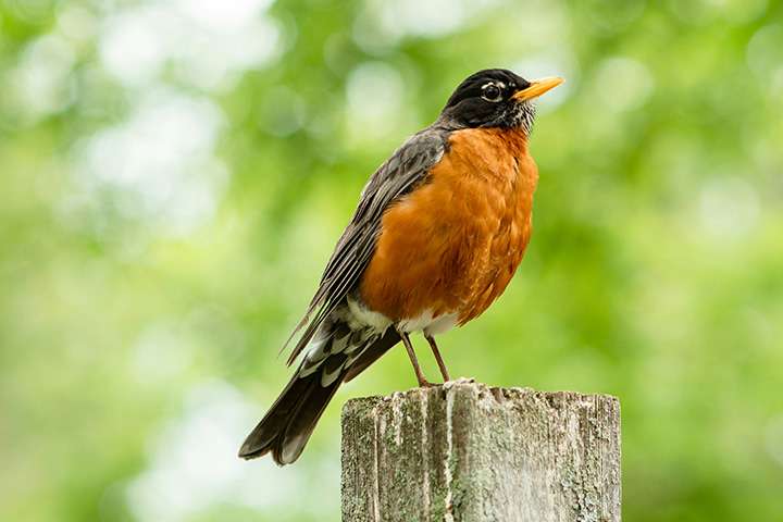 a beautiful bird perches on a wooden pole