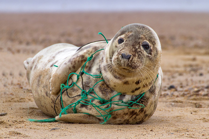 a seal entangled in a net looks into the camera