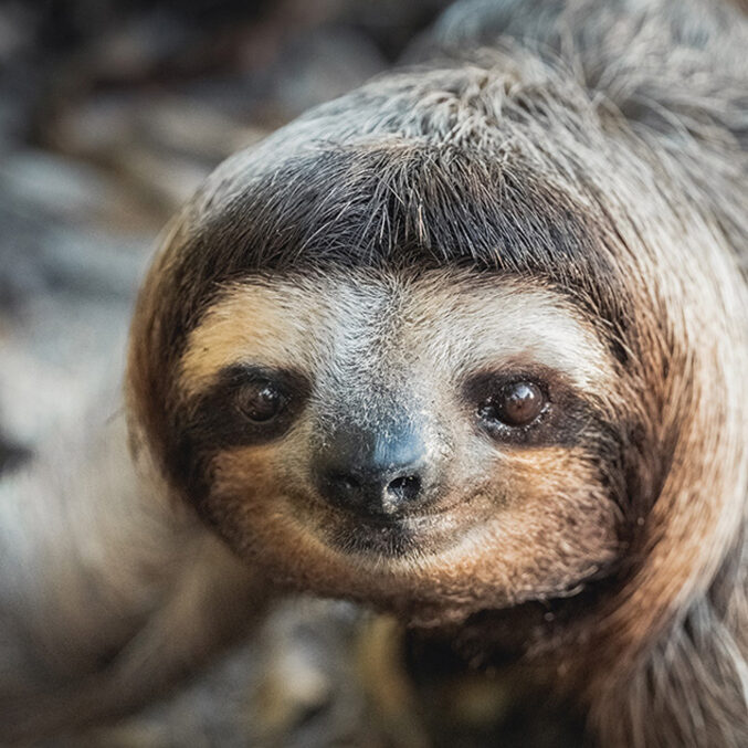 Endangered Animals