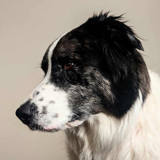 black and white dog in profile