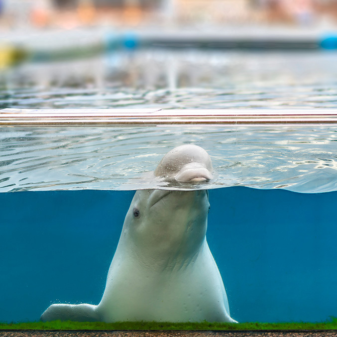 a captive beluga whale peeks out of tank