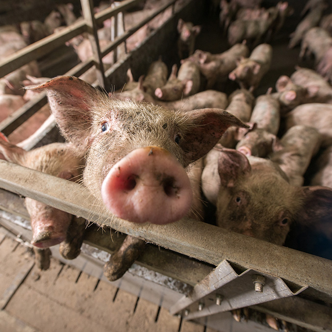several pigs in a small space on a factory farm