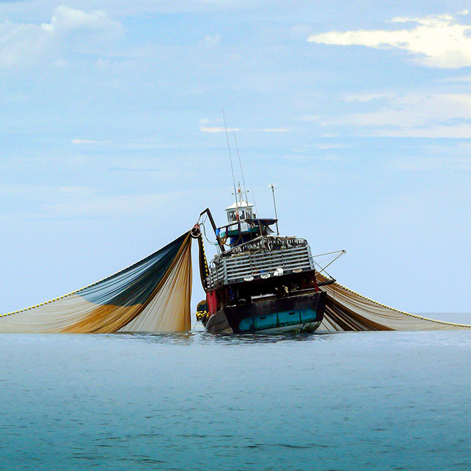 Fish and Fisheries