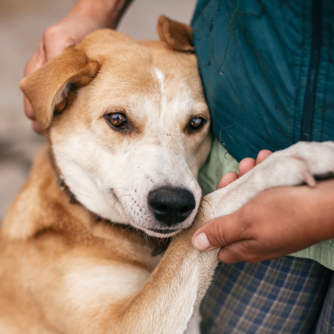 The Link: People and Pets in Crisis