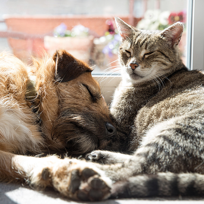 Pets in Protection Orders