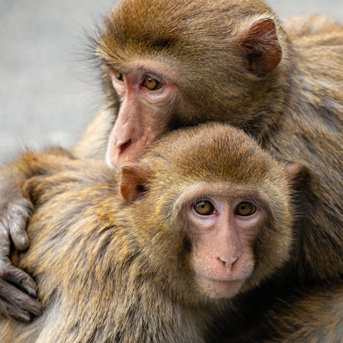 two monkeys embrace as one looks into camera