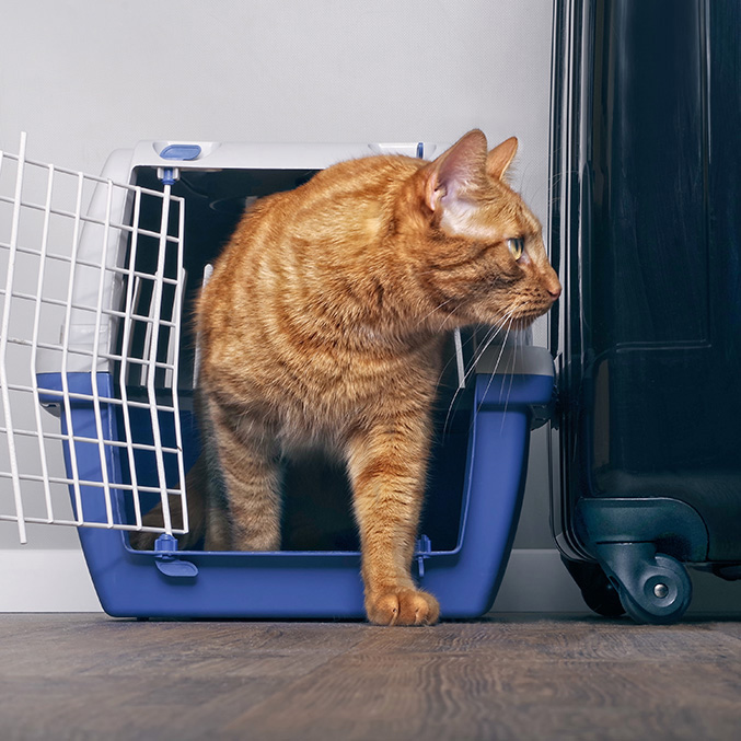 Safe Havens for Pets