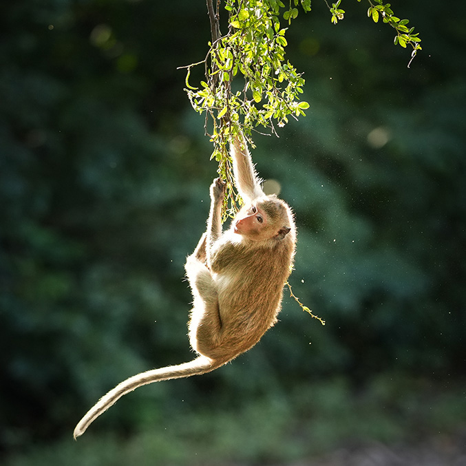 monkey swings from tree