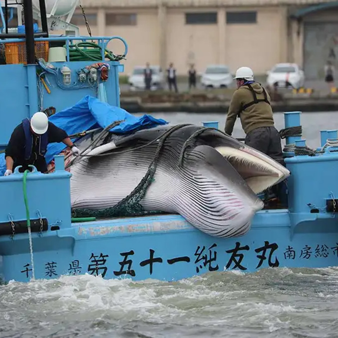 Whaling