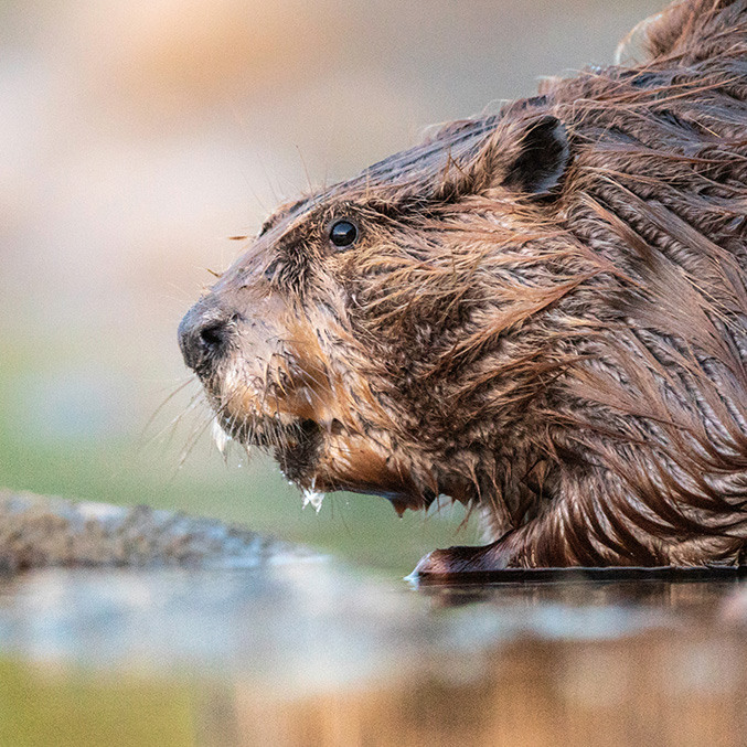 Wildlife Management