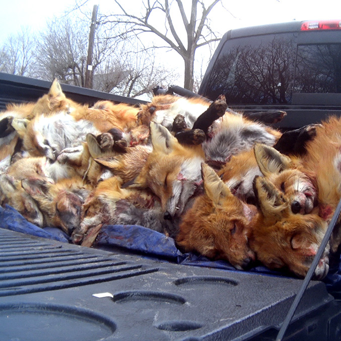 Wildlife Killing Contests