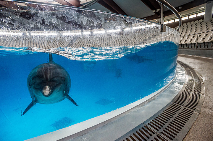 one of several dolphins looks out of a circular tank