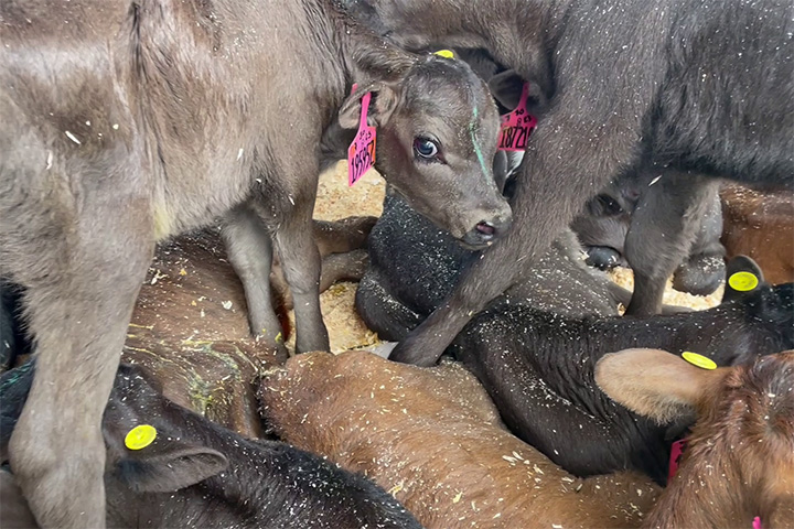 several dairy calves on a trailer, one looks into camera
