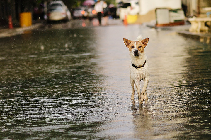 small dog running on flooded street