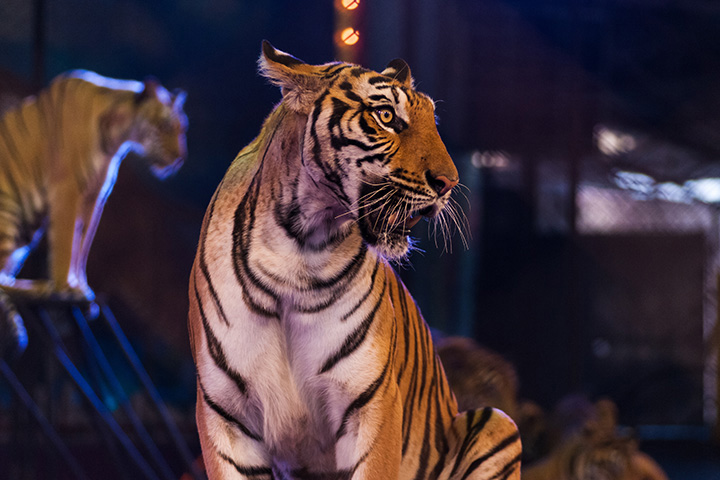 tigers perform in a circus