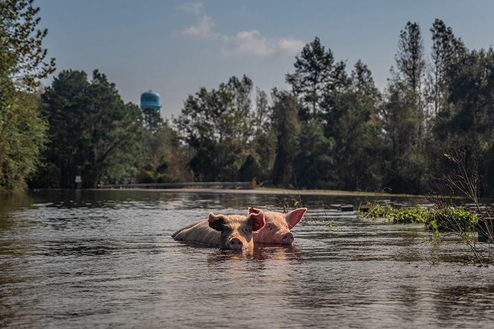 two pigs swim on a flooded street