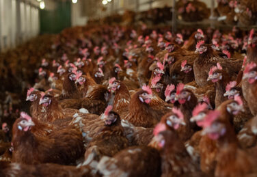 thousands of chickens packed in small enclosure