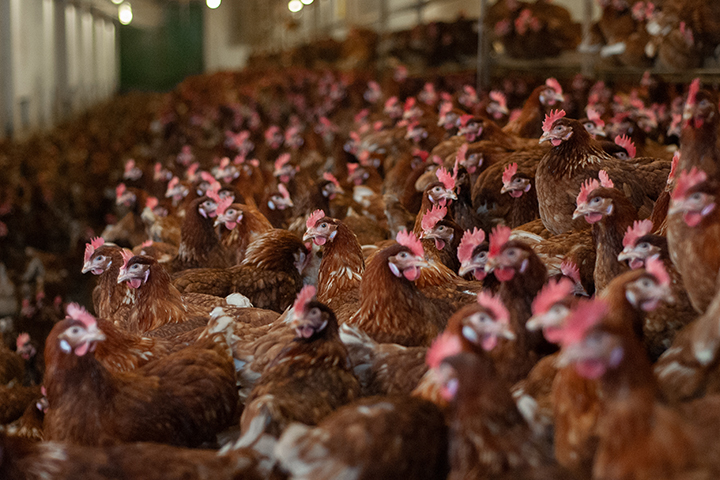 thousands of chickens packed in small enclosure