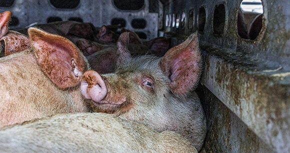 Pigs crowded in a transportation trailer