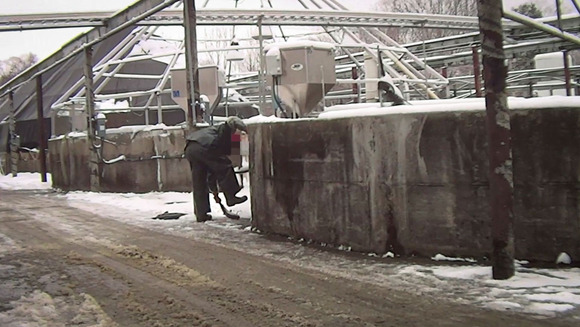 An undercover investigation of an industrial Atlantic salmon farm by Animal Outlook revealed a number of serious welfare issues. These included extreme crowding in otherwise barren tanks, high mortality, fish with genetic deformities and open sores caused by fungal infections, fish being left to suffocate in buckets, ineffective anesthetization for vaccinations and fin clipping, and workers using particularly rough handling methods such as tossing live fish, stomping on them, and slamming them into concrete.