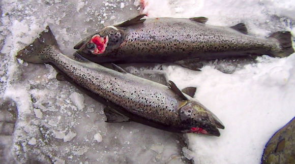 An undercover investigation of an industrial Atlantic salmon farm by Animal Outlook revealed a number of serious welfare issues. These included extreme crowding in otherwise barren tanks, high mortality, fish with genetic deformities and open sores caused by fungal infections, fish being left to suffocate in buckets, ineffective anesthetization for vaccinations and fin clipping, and workers using particularly rough handling methods such as tossing live fish, stomping on them, and slamming them into concrete.