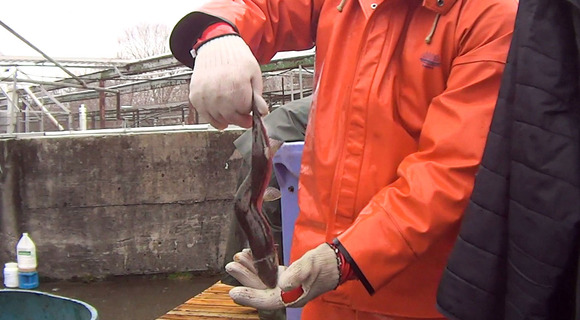 An undercover investigation of an industrial Atlantic salmon farm by Animal Outlook revealed a number of serious welfare issues. These included extreme crowding in otherwise barren tanks, high mortality, fish with genetic deformities and open sores caused by fungal infections, fish being left to suffocate in buckets, ineffective anesthetization for vaccinations and fin clipping, and workers using particularly rough handling methods such as tossing live fish, stomping on them, and slamming them into concrete.
