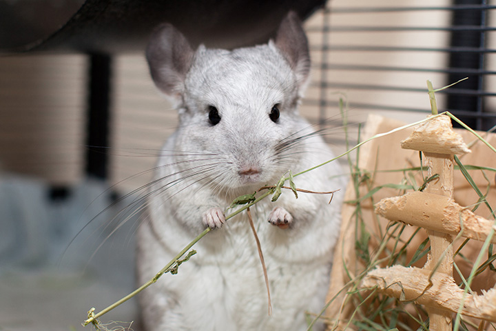 a gray chinchilla stands on hind legs in cage
