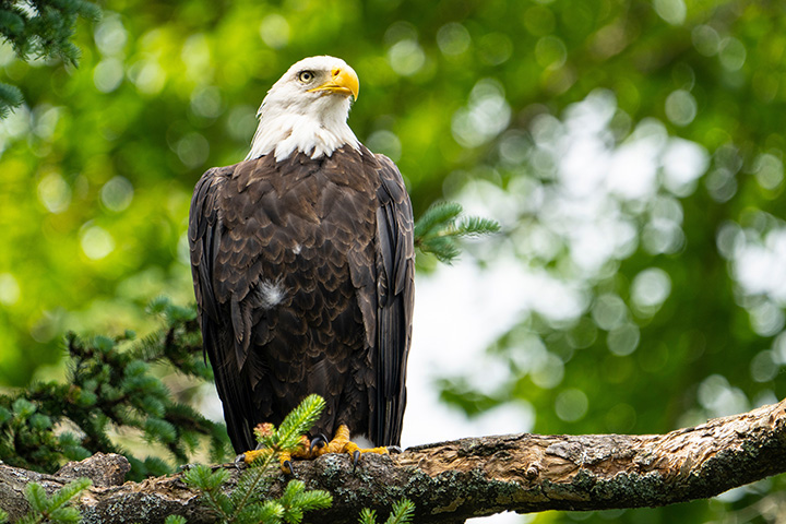 a bald eagle perches on a tree branch