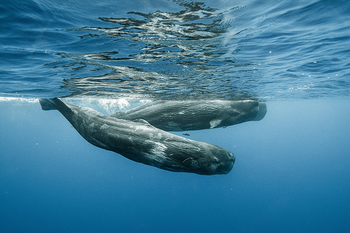 two whales swim together at the ocean's surface