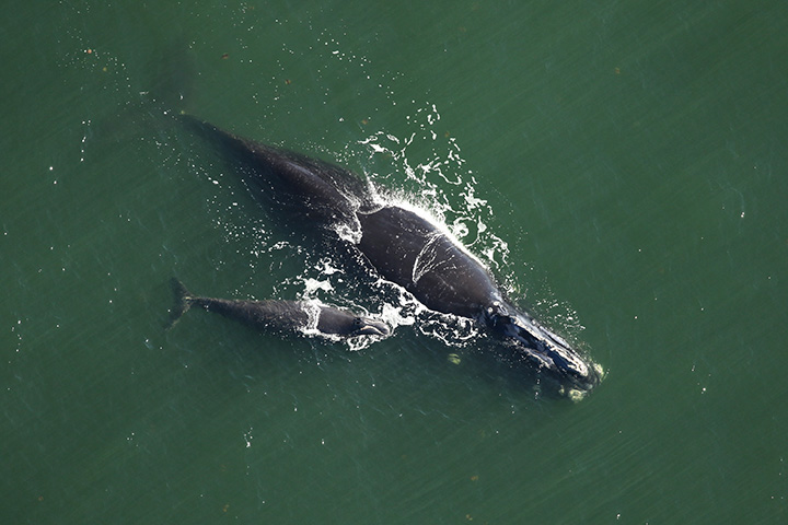 North Atlantic Right Whale with calf