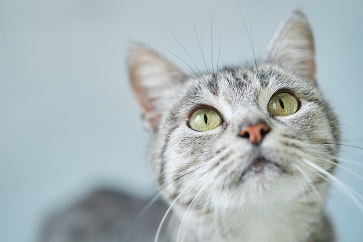 gray cat with yellow eyes