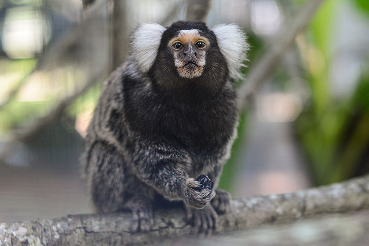 a marmoset perches on a branch and looks into camera