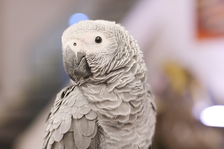 a grey parrot tilts their head and looks into camera