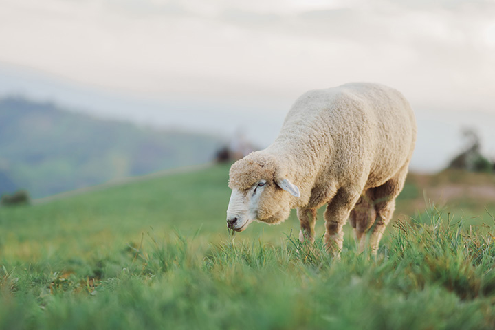 sheep grazing in field