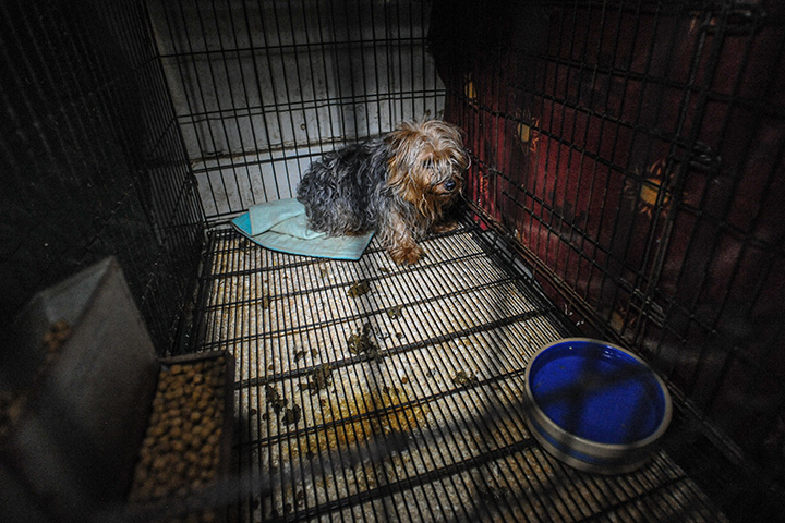 dog in filthy crate