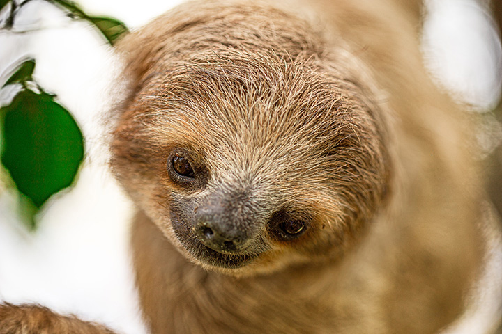 pygmy three toed sloth