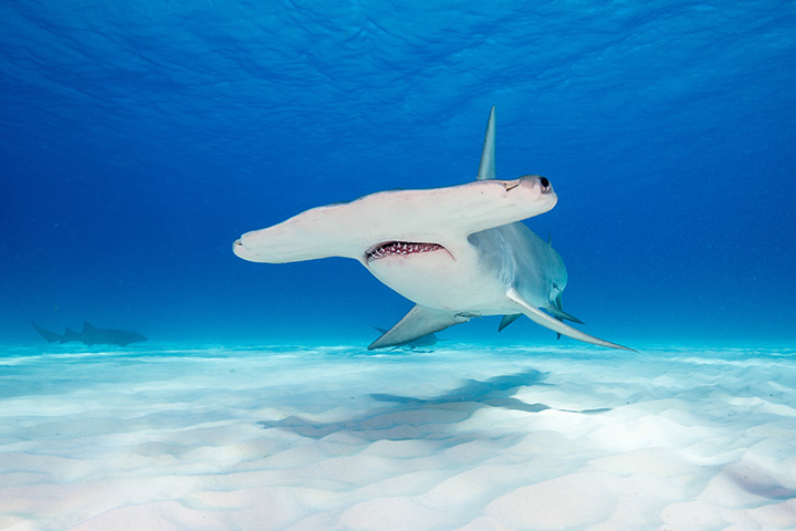 a hammerhead shark swims toward the camera