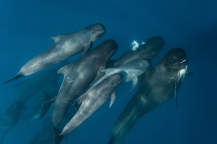 several small cetaceans swim together