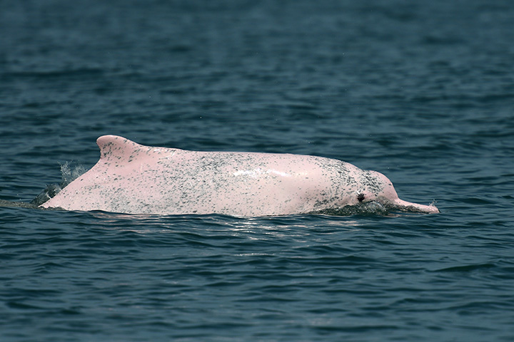 a Taiwanese white dolphin surfaces