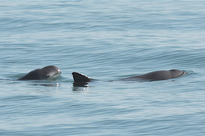 Two vaquita break through the ocean surface.