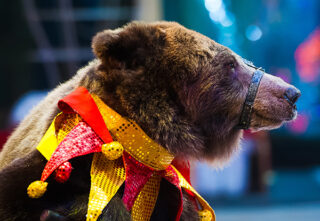 Bear in clown collar at circus