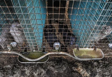 minks sit captive in farm cages