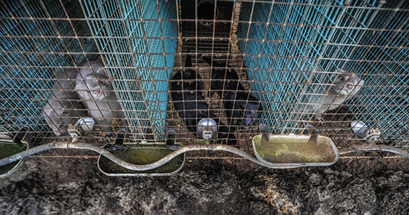 minks sit captive in farm cages