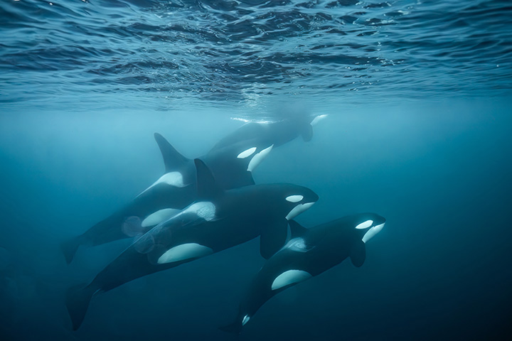 a pod of orcas swim together in the open ocean
