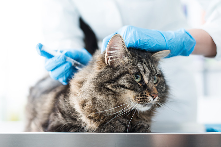 vet giving a gray cat its vaccination